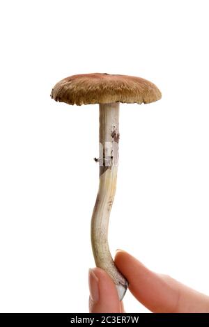 Champignon magique frais dans la main femelle isolé sur fond blanc. Banque D'Images