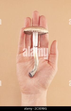 Psilocybe Cubensis - champignon psychédélique. Banque D'Images