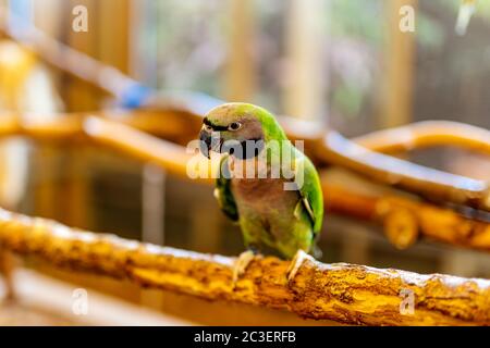 Un Nanday Parakeet vert assis sur une perche. Aratinga Nenday de la famille des Psittacidae Banque D'Images