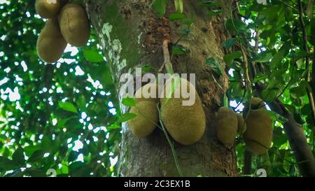 Close up of jack fruits poussant sur un arbre à Rio Banque D'Images