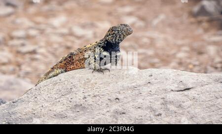 Close up d'un lézard de lave sur isla espanola Banque D'Images