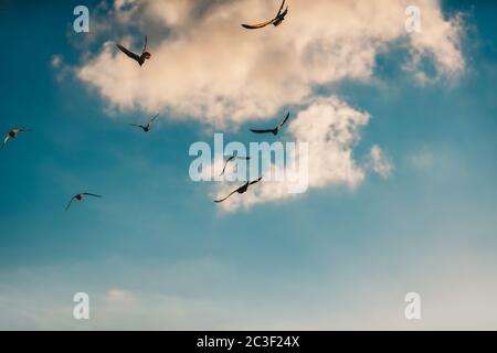 Flock of Birds survolant un magnifique ciel nuageux. Migration saisonnière des oiseaux vers les pays chauds. Arrière-plan naturel. Concept de liberté. Banque D'Images