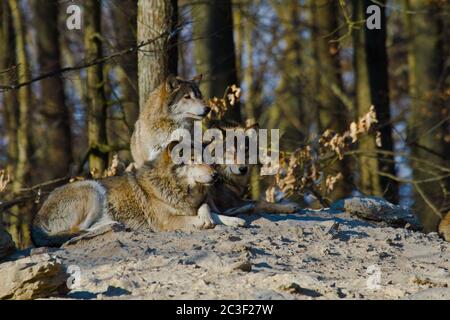 Loup de l'est ou loup gris américain (Canis lupus lycaon) Banque D'Images