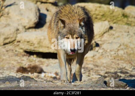 Loup de l'est ou loup gris américain (Canis lupus lycaon) Banque D'Images