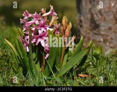 Jacinthe commune, jacinthe hollandaise, jacinthe de jardin Banque D'Images