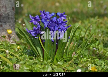 Jacinthe commune, jacinthe hollandaise, jacinthe de jardin Banque D'Images