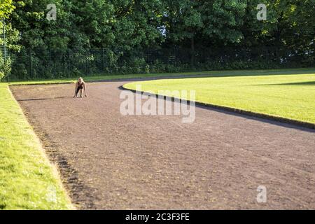 Woman (38) court sur une piste de sable, Kiel, Schleswig-Holstein, Allemagne Banque D'Images