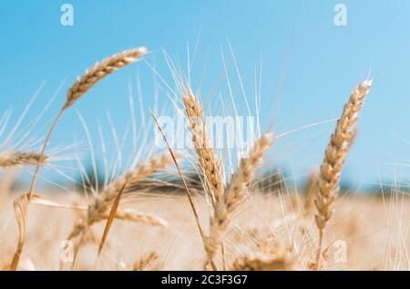 D'épillets sur un champ de blé à la ferme dans le contexte d'un ciel bleu clair Banque D'Images