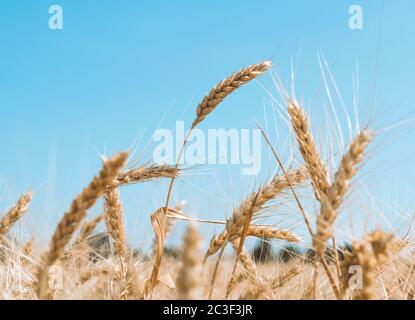 D'épillets sur un champ de blé à la ferme dans le contexte d'un ciel bleu clair Banque D'Images
