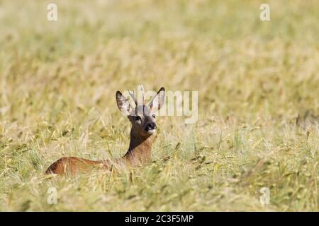 ROE Deer yearling regardant attentivement hors d'un champ d'orge Banque D'Images