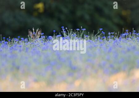 ROE Deer yearling dans un champ d'orge avec des fleurs de maïs Banque D'Images