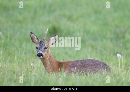 Old Roe Deer buck dans le changement de manteau repose sur un pré Banque D'Images