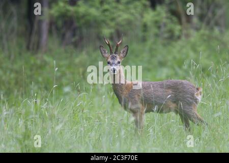 Le buck de cerf de ROE en changement de manteau observe alerte au bord de la forêt Banque D'Images