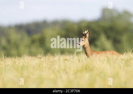 ROE Deer yearling regardant attentivement hors d'un champ d'orge Banque D'Images