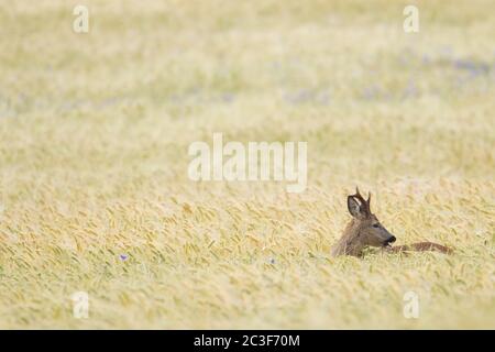 Le buck de cerf de Roe recherche de la nourriture dans un champ d'orge avec des fleurs de maïs Banque D'Images