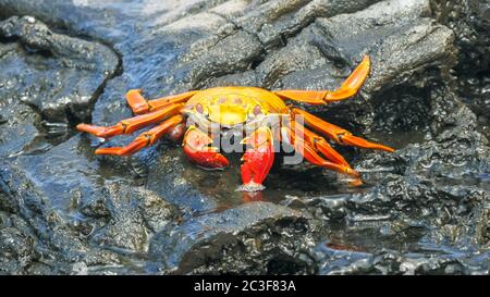 sally lightfoot crabe sur isla santiago dans les galapagos Banque D'Images