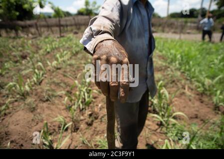 Actopas, Veracruz, México. 19 juin 2020. Après la quarantaine COVID-19, de nombreux emplois non essentiels ont été éliminés du travail quotidien, mais les agriculteurs de Veracruz, au Mexique, continuent à planter Caña de Azucar et Mango afin de générer des revenus et de réactiver l'économie dans les années 2021. Credit: Hector Adolfo Quintanar Perez/ZUMA Wire/Alay Live News Banque D'Images