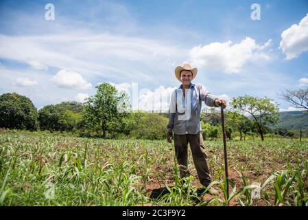 Actopas, Veracruz, México. 19 juin 2020. Après la quarantaine COVID-19, de nombreux emplois non essentiels ont été éliminés du travail quotidien, mais les agriculteurs de Veracruz, au Mexique, continuent à planter Caña de Azucar et Mango afin de générer des revenus et de réactiver l'économie dans les années 2021. Credit: Hector Adolfo Quintanar Perez/ZUMA Wire/Alay Live News Banque D'Images