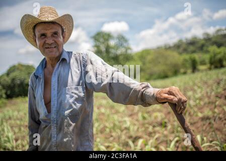 Actopas, Veracruz, México. 19 juin 2020. Après la quarantaine COVID-19, de nombreux emplois non essentiels ont été éliminés du travail quotidien, mais les agriculteurs de Veracruz, au Mexique, continuent à planter Caña de Azucar et Mango afin de générer des revenus et de réactiver l'économie dans les années 2021. Credit: Hector Adolfo Quintanar Perez/ZUMA Wire/Alay Live News Banque D'Images