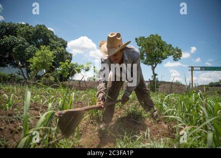 Actopas, Veracruz, México. 19 juin 2020. Après la quarantaine COVID-19, de nombreux emplois non essentiels ont été éliminés du travail quotidien, mais les agriculteurs de Veracruz, au Mexique, continuent à planter Caña de Azucar et Mango afin de générer des revenus et de réactiver l'économie dans les années 2021. Credit: Hector Adolfo Quintanar Perez/ZUMA Wire/Alay Live News Banque D'Images