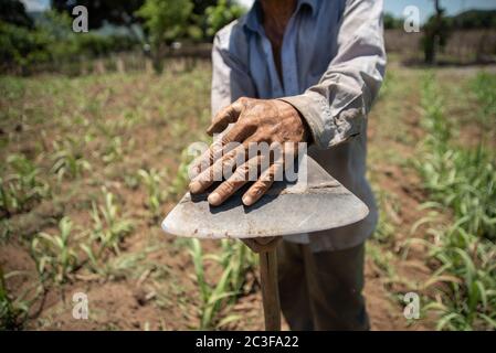 Actopas, Veracruz, México. 19 juin 2020. Après la quarantaine COVID-19, de nombreux emplois non essentiels ont été éliminés du travail quotidien, mais les agriculteurs de Veracruz, au Mexique, continuent à planter Caña de Azucar et Mango afin de générer des revenus et de réactiver l'économie dans les années 2021. Credit: Hector Adolfo Quintanar Perez/ZUMA Wire/Alay Live News Banque D'Images