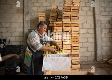 Actopas, Veracruz, México. 19 juin 2020. Après la quarantaine COVID-19, de nombreux emplois non essentiels ont été éliminés du travail quotidien, Cependant, les agriculteurs de Veracruz, au Mexique, continuent à planter Caña de Azucar et Mango afin de générer des revenus et de réactiver l'économie dans les années 2021. La saison des mangues est sur le point de se terminer, de nouveaux fruits et grains comme les haricots et le maïs seront recherchés pour planter crédit: Hector Adolfo Quintanar Perez/ZUMA Wire/Alay Live News Banque D'Images