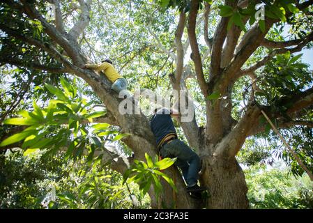 Actopas, Veracruz, México. 19 juin 2020. Après la quarantaine COVID-19, de nombreux emplois non essentiels ont été rejetés du travail quotidien, mais les agriculteurs de Veracruz, au Mexique, continuent à planter Caña de Azucar et Mango afin de générer des revenus et de réactiver l'économie dans le Credit: Hector Adolfo Quintanar Perez/ZUMA Wire/Alay Live News Banque D'Images