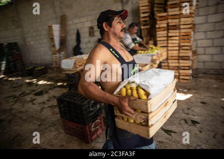 Actopas, Veracruz, México. 19 juin 2020. Après la quarantaine COVID-19, de nombreux emplois non essentiels ont été éliminés du travail quotidien, Cependant, les agriculteurs de Veracruz, au Mexique, continuent à planter Caña de Azucar et Mango afin de générer des revenus et de réactiver l'économie dans les années 2021. La saison des mangues est sur le point de se terminer, de nouveaux fruits et grains comme les haricots et le maïs seront recherchés pour planter crédit: Hector Adolfo Quintanar Perez/ZUMA Wire/Alay Live News Banque D'Images