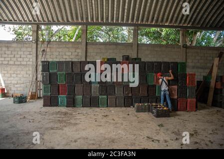 Actopas, Veracruz, México. 19 juin 2020. Après la quarantaine COVID-19, de nombreux emplois non essentiels ont été éliminés du travail quotidien, Cependant, les agriculteurs de Veracruz, au Mexique, continuent à planter Caña de Azucar et Mango afin de générer des revenus et de réactiver l'économie dans les années 2021. La saison des mangues est sur le point de se terminer, de nouveaux fruits et grains comme les haricots et le maïs seront recherchés pour planter crédit: Hector Adolfo Quintanar Perez/ZUMA Wire/Alay Live News Banque D'Images