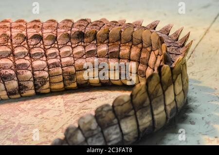 peau de crocodile en gros plan Banque D'Images