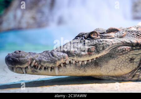 grande tête de crocodile avec bouche taothy et œil vert de près Banque D'Images