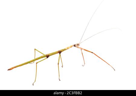 Insecte de bâton de marche avec le masque de découpe sur blanc Banque D'Images