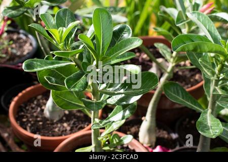 Jeune rose désertique ou plante d'adenium obesum sans fleurs. La plante est en pot et pousse dans le jardin contre un fond de nature floue avec de la verdure. Banque D'Images
