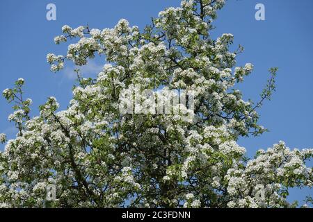 Pyrus communis, poire sauvage Banque D'Images