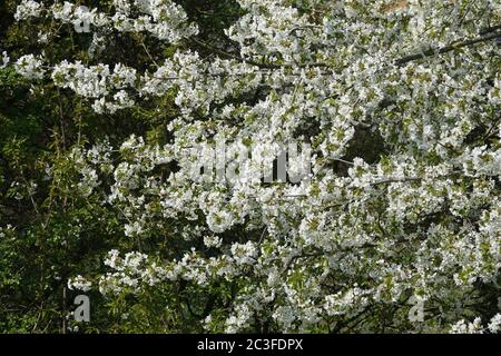 Prunus avium, Sweet Cherry Banque D'Images