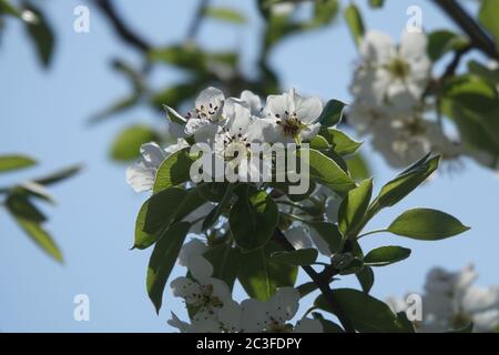 Pyrus communis, poire sauvage Banque D'Images