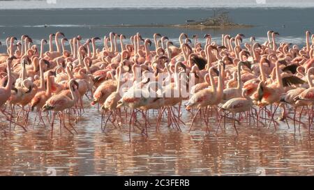 gros plan de flamants moins flamants marchant sur la rive du lac bogoria au kenya Banque D'Images