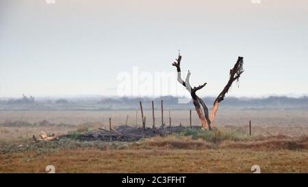 Arbre brûlé dans le brouillard du matin. Birmanie. Myanmar Banque D'Images