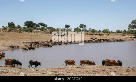 les bergers de maasai amènent leur bétail dans l'eau près de masai mara, au kenya Banque D'Images