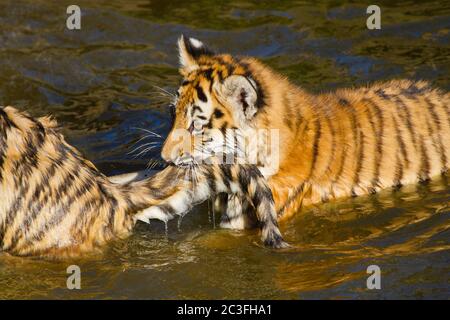 Jeune tigre de Sibérie (Panthera tigris altaica) Banque D'Images