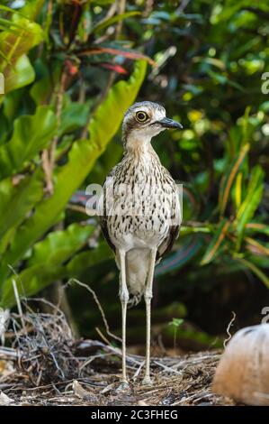 Un couvre-feu en pierre de brousse adulte se tient sur la garde dans la litière de feuilles protégeant son bébé poussin caché dans la litière de feuilles à proximité à Cairns, en Australie. Banque D'Images