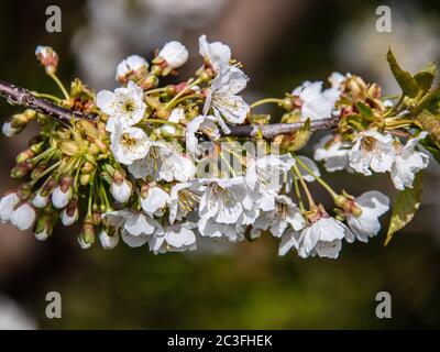 Creux d'abeille Banque D'Images