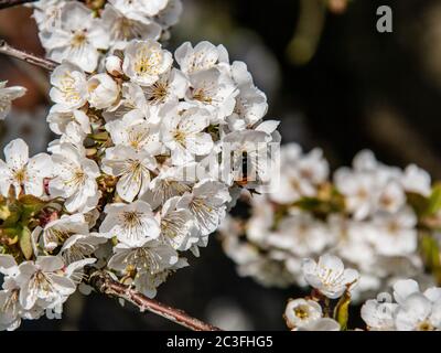 Busy Bee Banque D'Images