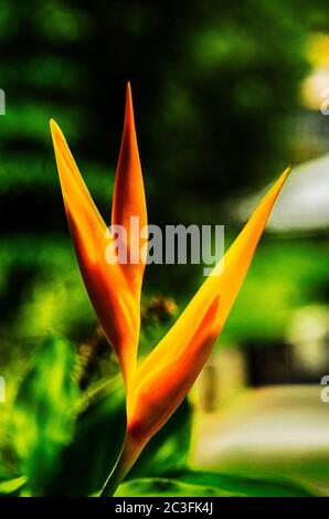 Fleur de Parrot ou Heliconia Psittacorum, également connu sous le nom de bec de perroquet, fleur de parakeet et fausse oiseau de paradis, originaire d'Amérique du Sud Banque D'Images