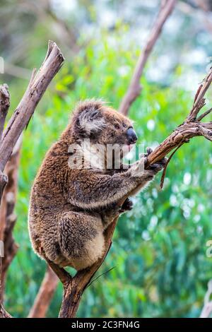 Le koala brun ou l'ours marsupial Banque D'Images