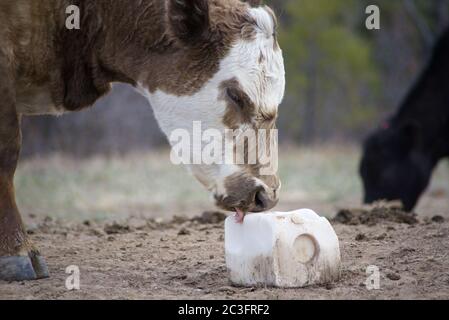 Une vache brune et blanche lèche un bloc de sel blanc. Banque D'Images