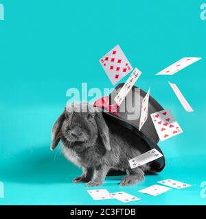 nain lapin sous un chapeau avec un cylindre et des cartes volantes sur un fond turquoise Banque D'Images