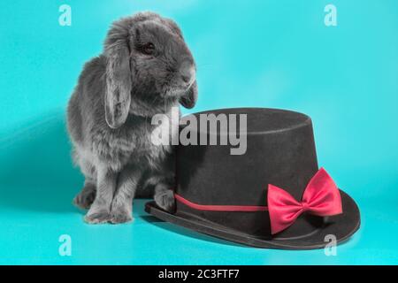 lapin nain à l'arrière-plan, à côté d'un chapeau cylindrique noir sur fond turquoise Banque D'Images