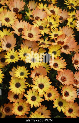 L'ostéospermum orange ou la dimorphotheca fleurit dans le lit de fleurs Banque D'Images