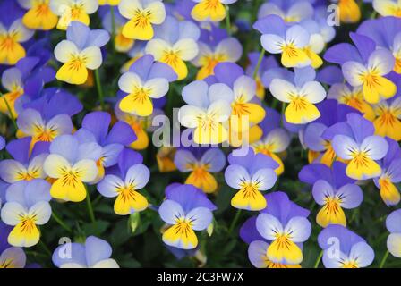 Pansies de fleurs jaunes et bleues pour une petite mise en forme de fleurs de pansy colorées Banque D'Images